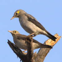 Wattled Starling